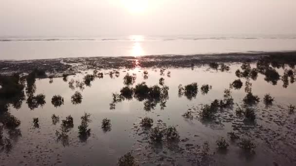 Árvore de mangue silhueta aérea — Vídeo de Stock