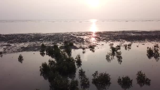 Glider över mangrove träd reflektion i vatten — Stockvideo