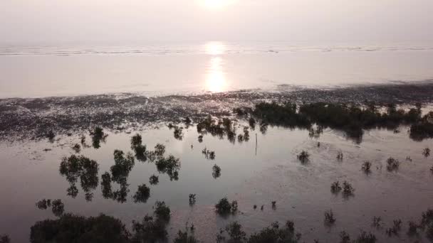 Silhuett av mangroveträd i kusten — Stockvideo