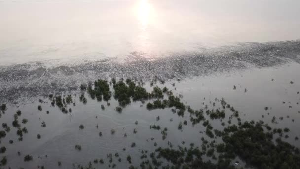 Εναέρια κατηφορική δάσος μαγκρόβια κατά τη διάρκεια του ήλιου — Αρχείο Βίντεο