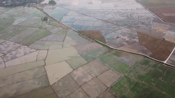 Aerial view rice paddy field — Stock Video