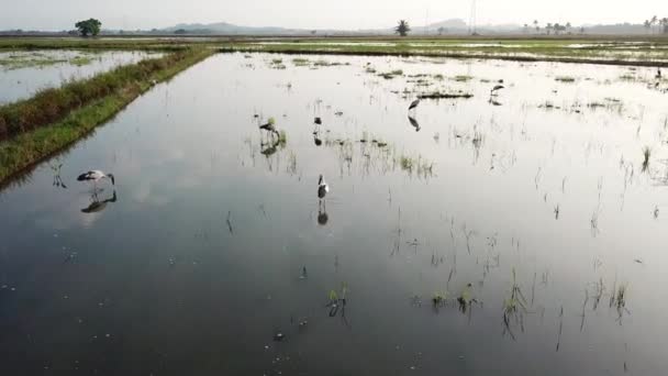 벼 밭에 있는 공중 아시아 개간지 — 비디오