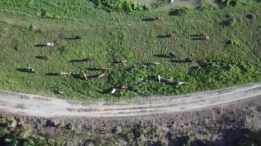 Yeşil çayırlarda otlayan inekler sürüsü