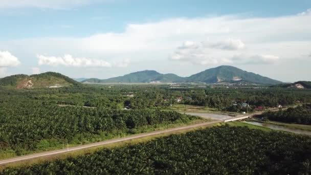 Plantação de palma de óleo aéreo ao lado da ferrovia e do rio — Vídeo de Stock
