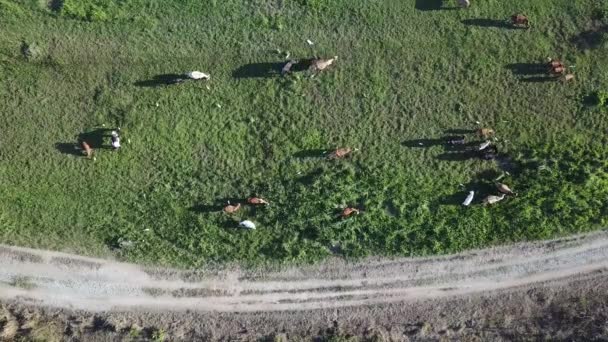 Krowy powietrzne chodzą po zielonym polu przy małej ścieżce — Wideo stockowe