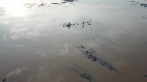 Asiático openbill caminar en wetland — Vídeo de stock