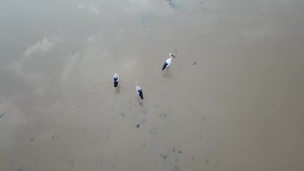 Vista aérea tres opennbill asiático en busca de caracol en inundado — Vídeos de Stock