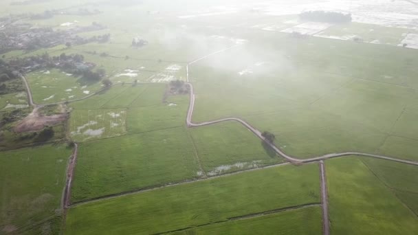 Campo de arroz verde aéreo com manhã enevoada na Malásia — Vídeo de Stock