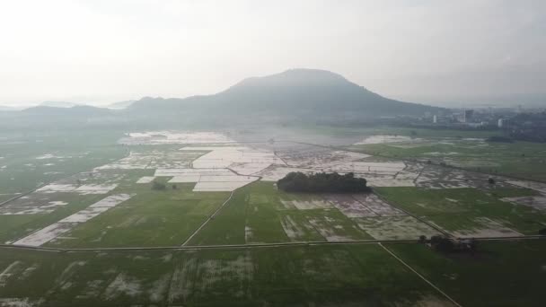Vista aérea mañana brumosa en el arrozal con una colina — Vídeos de Stock