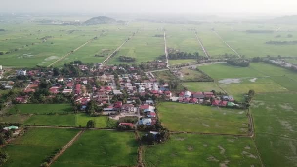 Aerial πράσινο ορυζώνες και Malays χωριό το πρωί — Αρχείο Βίντεο
