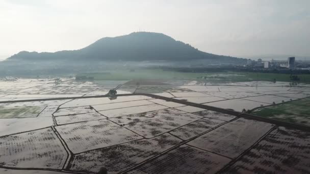 Il riso viene seminato inondando i campi d'acqua — Video Stock