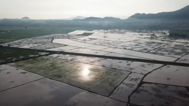 Mezőgazdasági rizs hántolatlan mező betakarítási idény után Bukit Mertajam — Stock videók