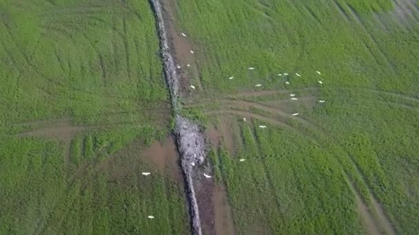 Flygfoto följa flock av vita egret fågel flyga i den gröna Paddy fältet i Malaysia — Stockvideo