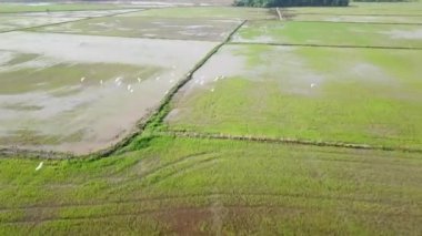 Malezya 'daki çeltik tarlasında dönen bir grup beyaz balıkçıl kuşunu takip ediyorlar.