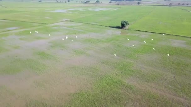 Panorama de mosca aérea con bandada de aves garcetas en Malasia — Vídeos de Stock