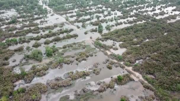 Humedal de pantanos en Batu Kawan — Vídeo de stock