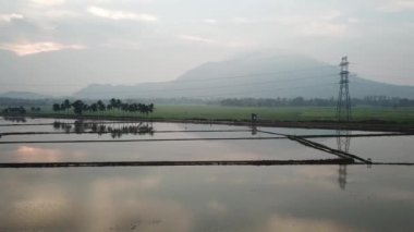 Hindistan cevizi ağacı, suda yansıması olan elektrik kulesi.