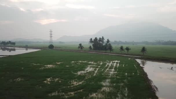 Vista aerea Bukit Mertajam collina da campo di risaia verde — Video Stock