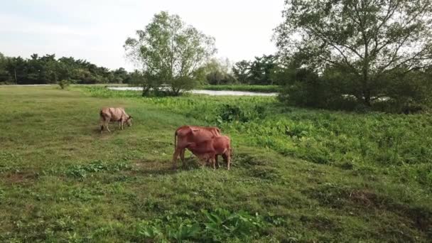 Um bezerro a ser amamentado pela mãe vaca — Vídeo de Stock