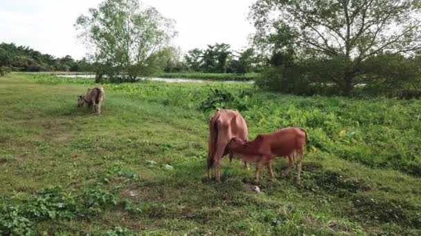 Mãe vaca alimentar leite para bezerro na área rural — Vídeo de Stock