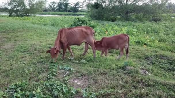 El ternero chupa leche de vaca en el área rural — Vídeos de Stock