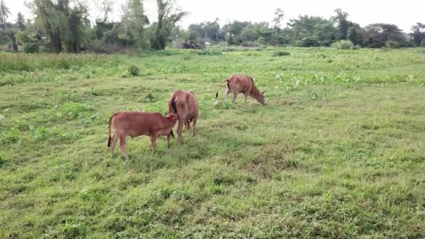 Vue aérienne veau sucer le lait — Video