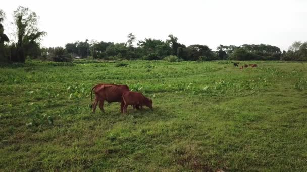 Voti pascolo erba nel campo verde nella zona rurale — Video Stock