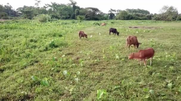 Vacas domésticas aéreas pastando hierba — Vídeo de stock