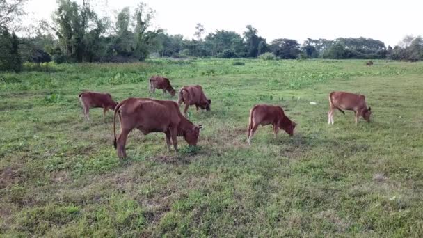 Eine Gruppe Kühe weidet auf einem Feld im ländlichen Raum — Stockvideo