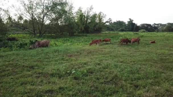 Vue aérienne groupe de vaches domestiques 