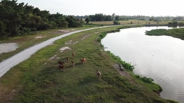 Grupo aéreo de vacas volta para casa siga o rio — Vídeo de Stock