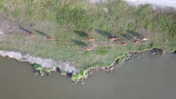 Aerial follow rastreamento de cima para baixo vista vacas voltar para casa — Vídeo de Stock
