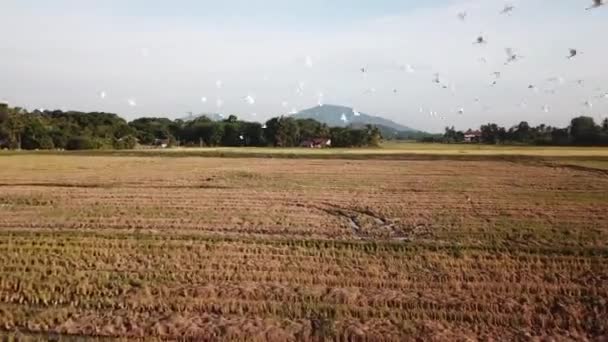 Aerial view tracking white egrets fly in paddy field — Stock video