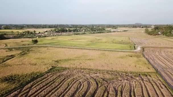 Luftbild Silberreiher fliegen — Stockvideo