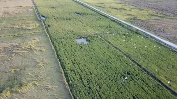 Rebanho de garças brancas voam no campo de arrozais — Vídeo de Stock