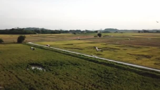Aerial tracking Asian openbill fly at paddy field — Stock Video