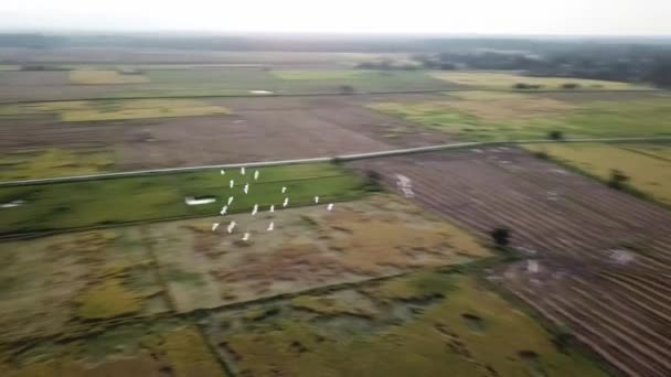 Eine Gruppe Silberreiher fliegt in Malaysia — Stockvideo