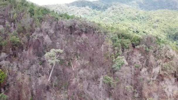 Ramos de árvores sem folhas na selva — Vídeo de Stock