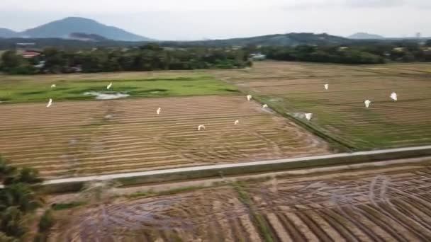 Grupo de garças pássaro voar no campo paddy — Vídeo de Stock