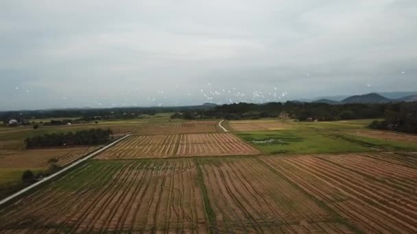 Suivi aérien troupeau d'aigrettes mouche des oiseaux dans la rizière 