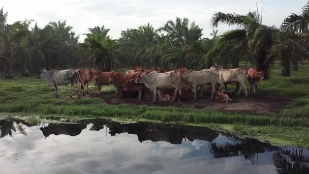 Aerial view cows stay together beside river in oil palm plantation — Stock Video