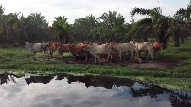 Vue aérienne les vaches restent ensemble au bord de la rivière dans une plantation de palmiers à huile 