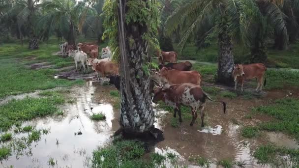 Cow pees near the flooded water at oil palm — Stock Video