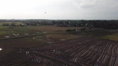 Akbalıkçıl kuş sürüsü birlikte uçar.