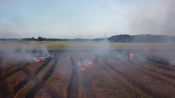 Malezya 'da hasat edilmiş pirinç tarlalarının yakılması — Stok video