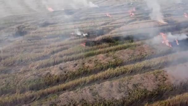 Letecký pohled oheň hoří na rýžovém poli v Malajsii — Stock video