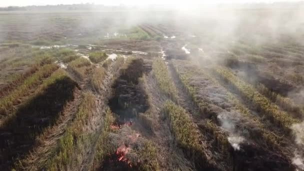 Vue de la combustion ouverte de paille de riz — Video