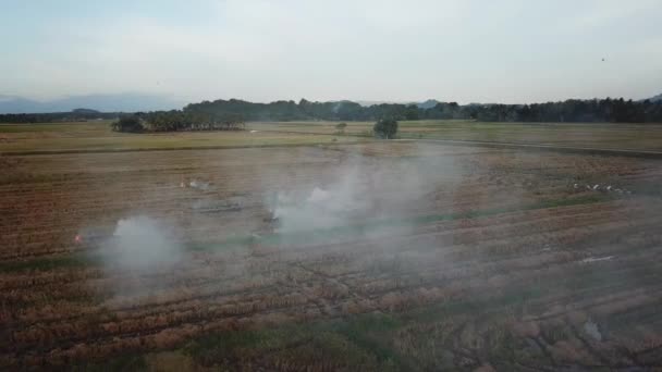 Harvested rice field is burned in open field — Stock Video