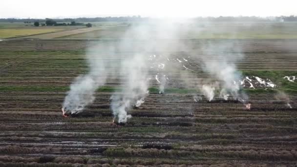 Fuego de rastreo aéreo quemadura abierta en el arrozal — Vídeo de stock