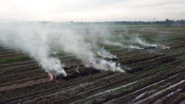 Paddy samanı gelecek hasat mevsimine hazırlanmak için yakıldı. — Stok video